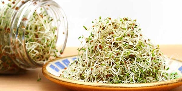 جوانه ی بذر یونجه