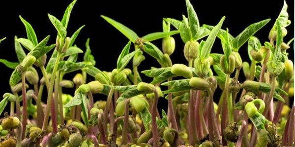 جوانه ی ماش