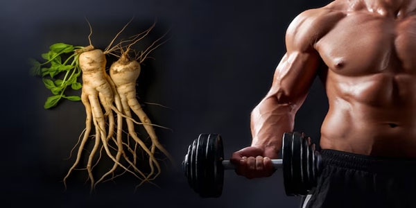 بهترین جینسینگ برای بدنسازی