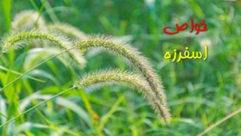 خواص اسفرزه برای لاغری و یبوست