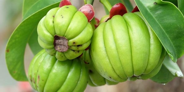 گارسینیا کامبوجیا، جام مقدس کاهش وزن