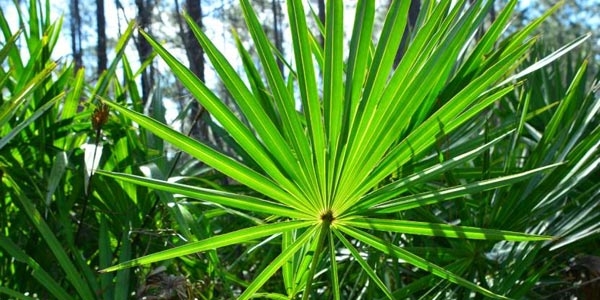 ساوپالمتو، موثرترین گیاه برای ریزش موی هورمونی 