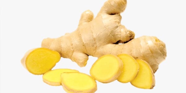 گیاه زنجبیل با نام علمی Zingiber officinalis