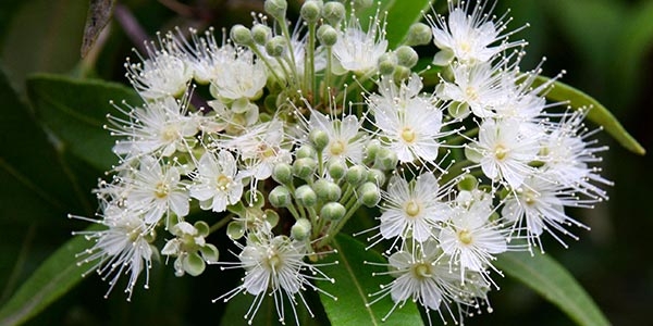 گیاه مورد با نام علمی Myrtus communis .L