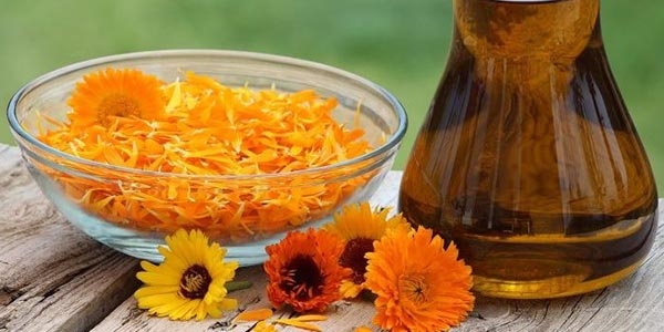 گیاه همیشه بهار  با نام علمی Calendula officinali.L