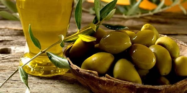 گیاه زیتون با نام علمی Olea europae L