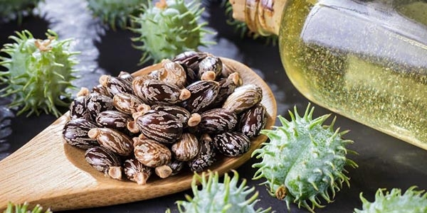 گیاه کرچک با نام علمی Ricinus communis L