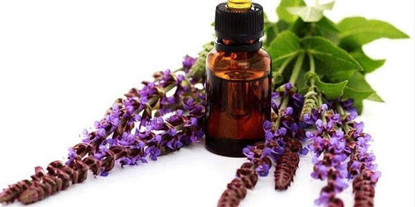 گیاه مریم گلی با نام علمی Salvia officinalis