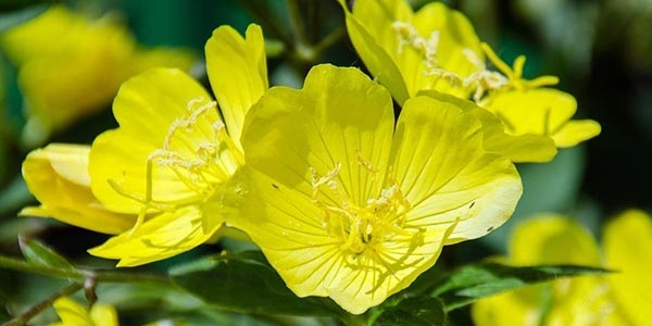 گیاه گل مغربی با نام علمی Oenothera biensis