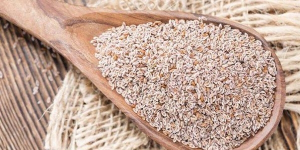 گیاه اسفرزه با نام علمی Plantago ovata