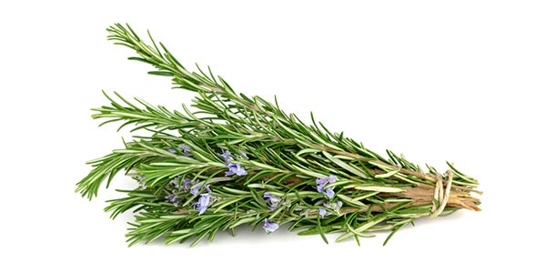 رزماری، گیاهی با نام علمی Rosmarinus officinalis L