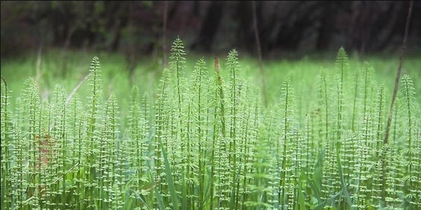 دم اسب، سرخس محبوب