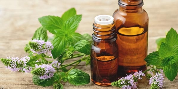 گیاه خارمریم حاوی ماده موثره سیلیمارین