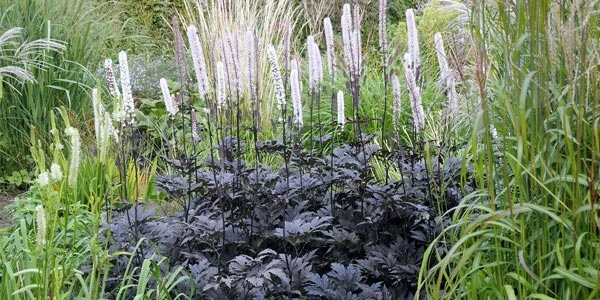 کوهوش سیاه چیست و در چه مکمل هایی کاربرد دارد؟